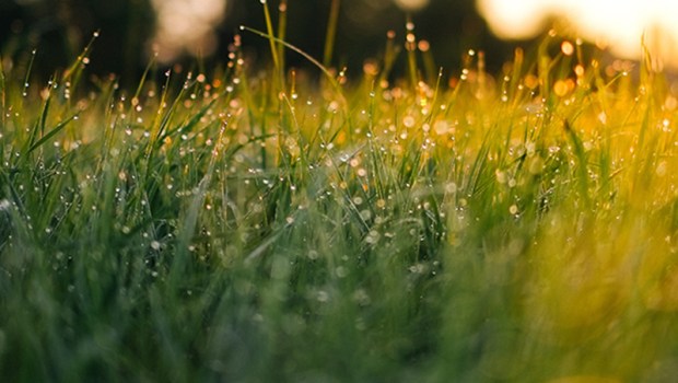 GRASS