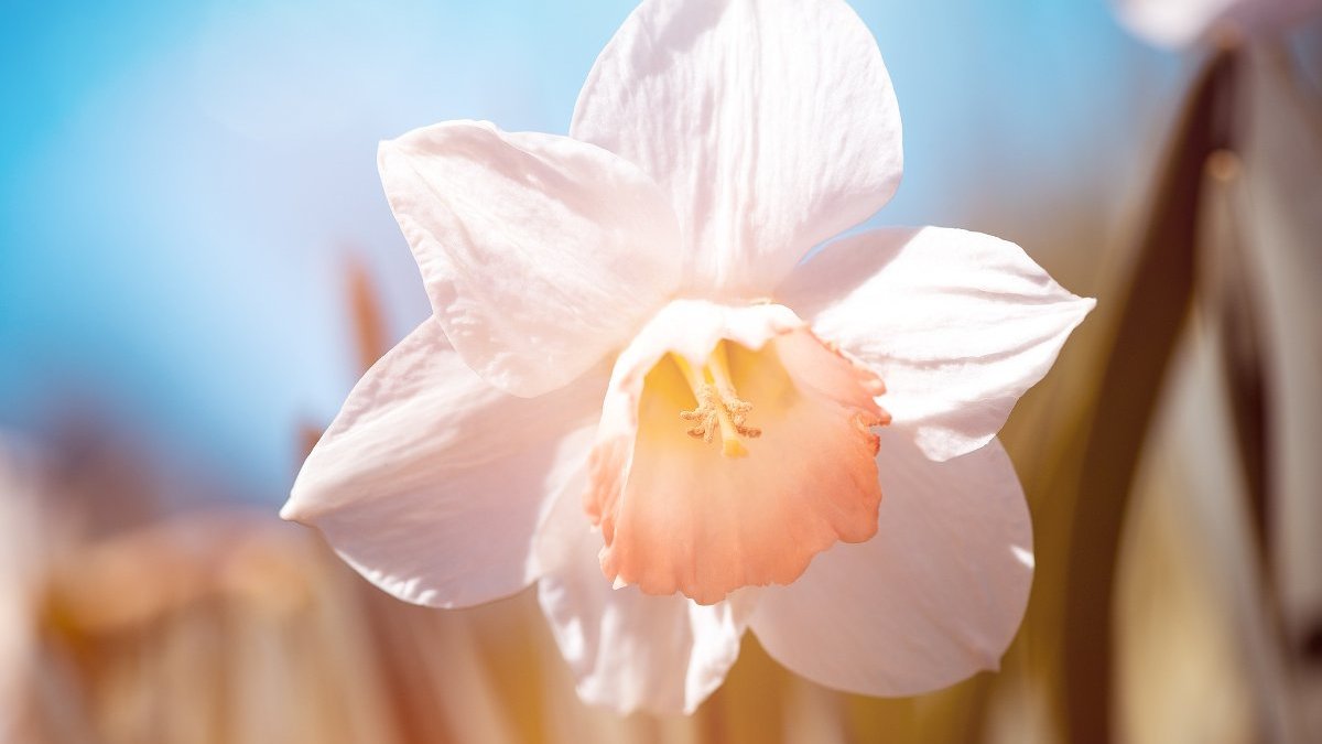 NARCISSUS