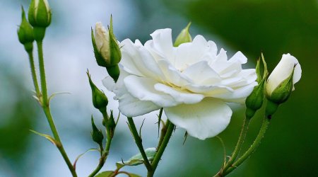 Cytat z Biblii dla ciebie na dziś 
 20 kwietnia