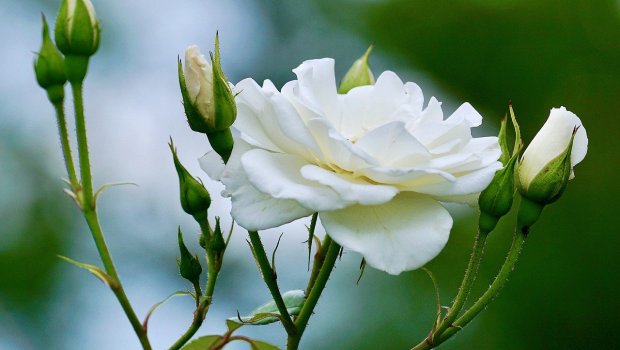 ROSE WHITE