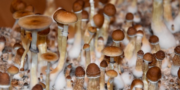 GRZYBY HALUCYNOGENNE