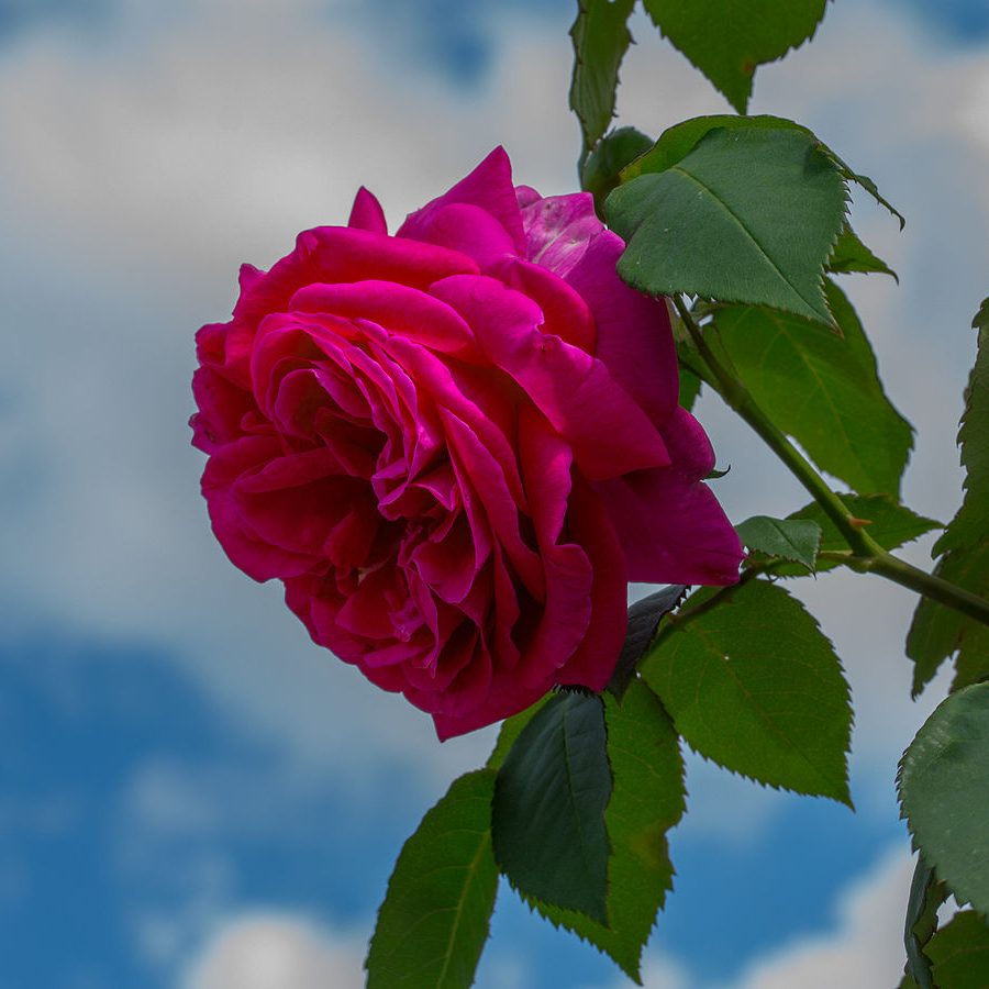 Rose Le Bienheureux de la Salle