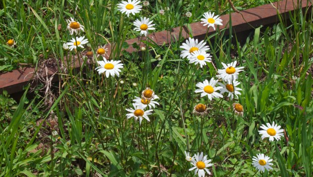 DAISIES,