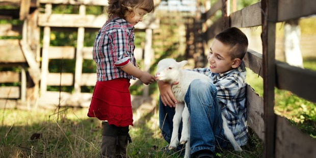 LAMB