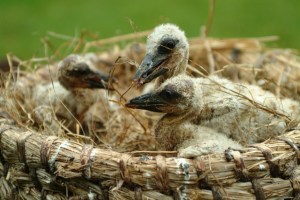 Trzy bocianiątka czekają na imiona! Masz jakiś pomysł?
