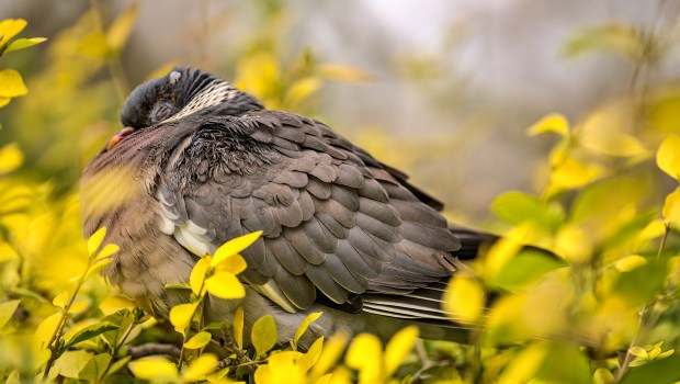 PIGEON