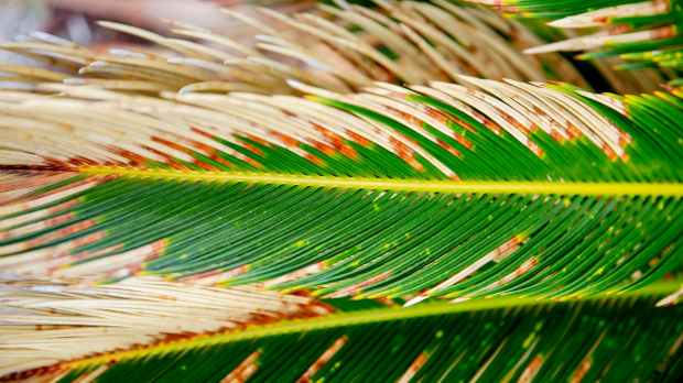 sago palm in close up photography