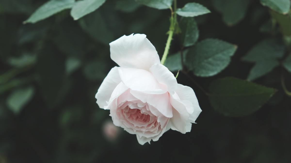 lex-sirikiat-S8QtPzxdGUU-unsplash.jpg