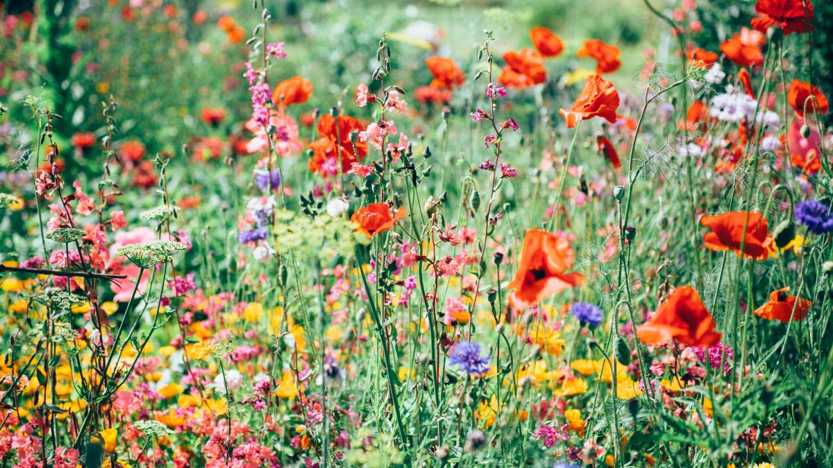 nature-uninterrupted-photography-v-3NQ3pmWkY-unsplash.jpg