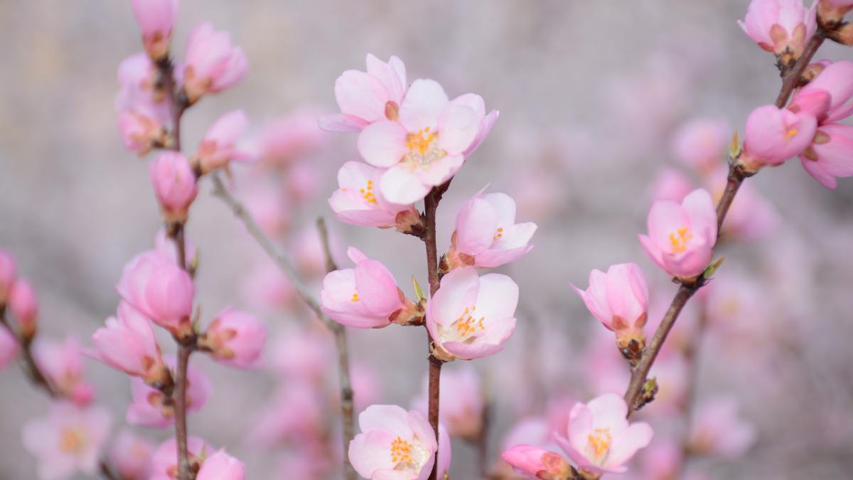 sakura27-yZgOKq65mQk-unsplash.jpg