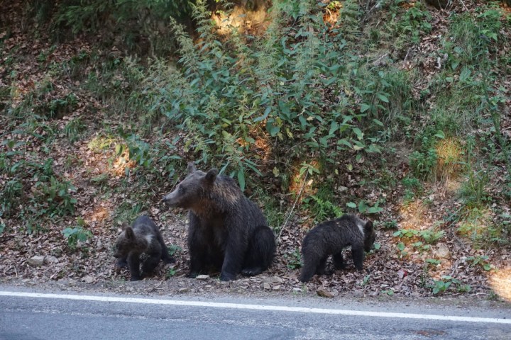 NIedźwiedzie stojące tuż obok Trasy Transfogarskiej