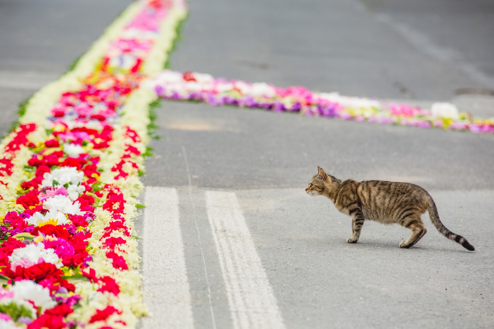 [GALERIA] Przejdź z nami po kwietnych dywanach. Ta tradycja angażuje całe wsie (część 2)