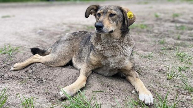 Maszka - bohaterski pies, który znajdował ludzi uwięzionych pod gruzami w Borodiance