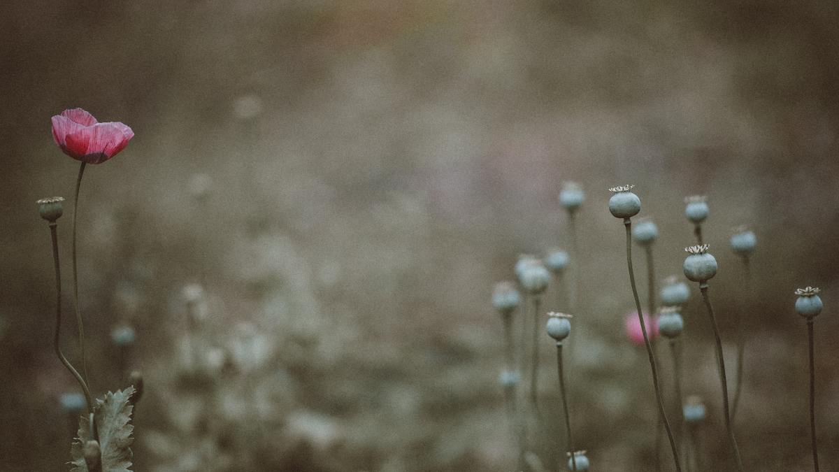 annie-spratt-jsHjYUEL1o0-unsplash.jpg