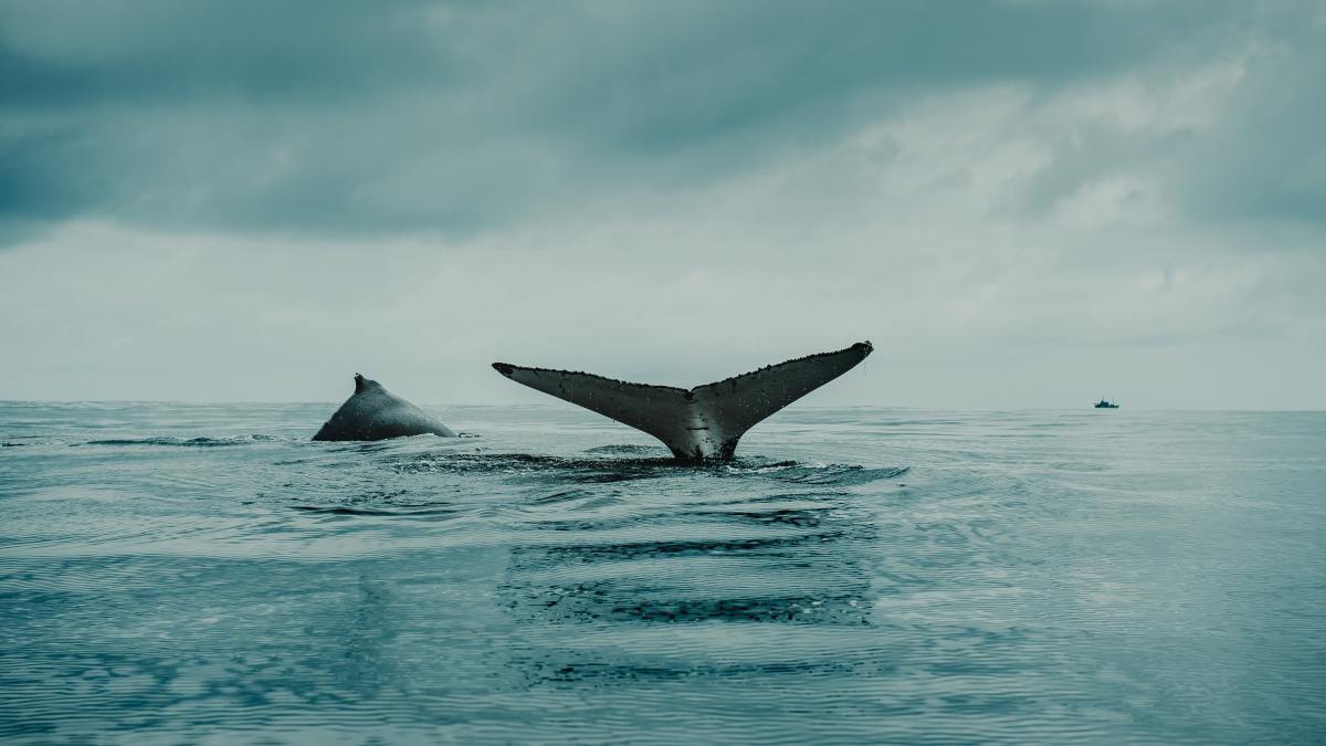 flavio-gasperini-GjKPTkhni6Y-unsplash-1.jpg