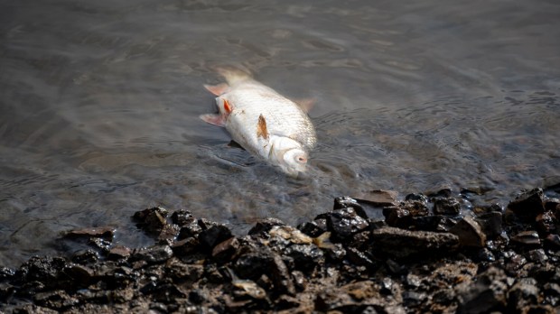 śnięta ryba w Odrze