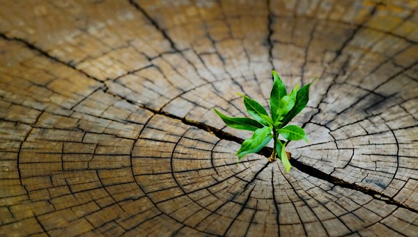 roślina rośnie na ściętym pniu