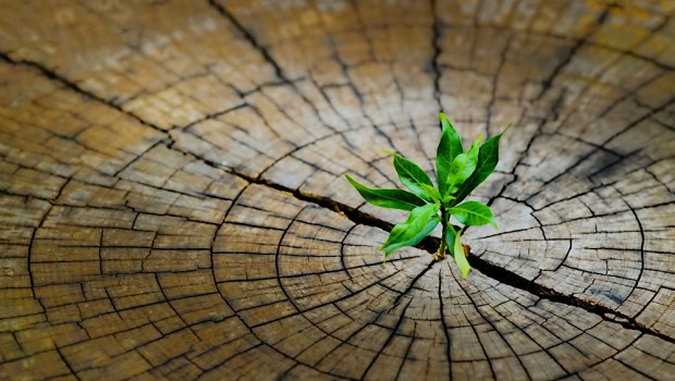 roślina rośnie na ściętym pniu