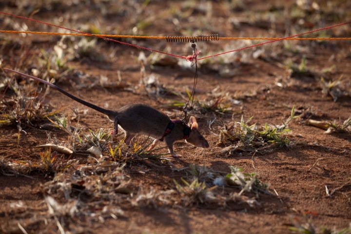 szczury saperzy wykrywają miny