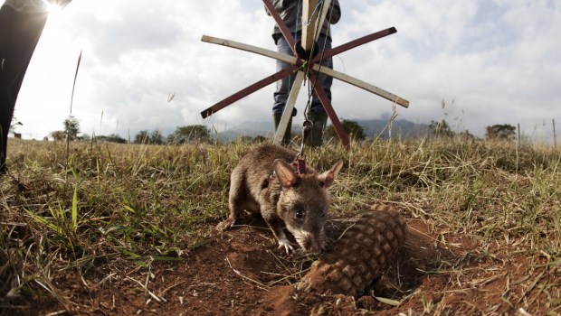 szczury saperzy wykrywają miny