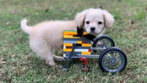 suczka Gracie bez przednich łap porusza się na wózku zbudowanym przez 12-latka z klocków Lego