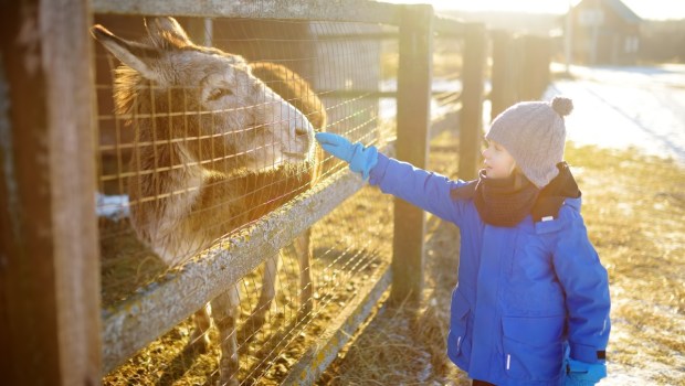 dziecko głaszcze osiołka w zagrodzie