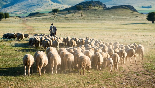 Pasterz prowadzi stado owiec