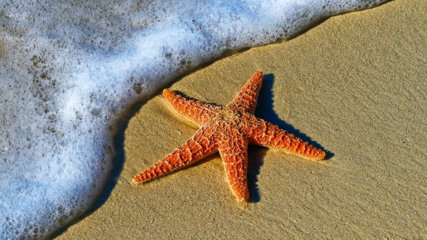 rozgwiazda na plaży nad brzegiem morza