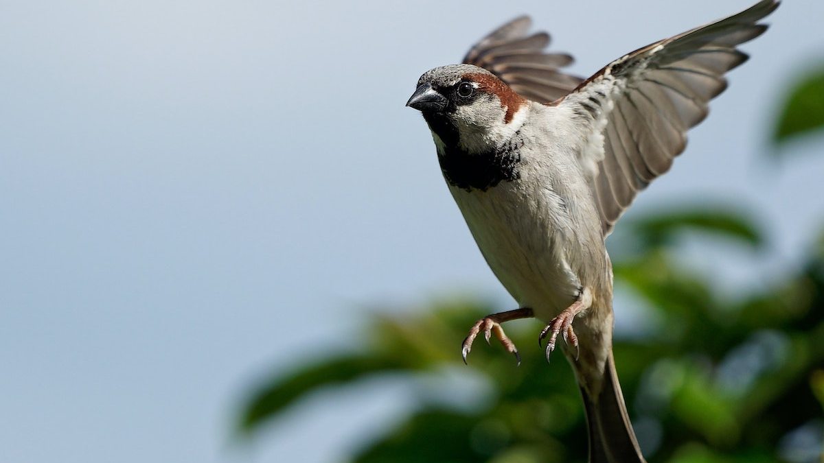 flying sparrow against a pale sky and a blurry tree