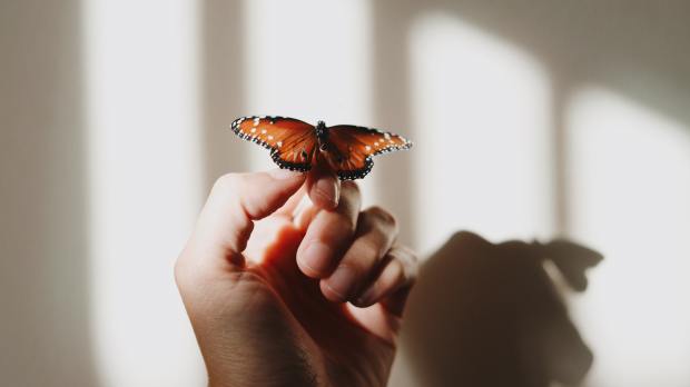 person holds black and orange butterfly on his hand