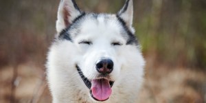 Jak pies husky uratował niemowlę. „Bóg wysłał go na ratunek”
