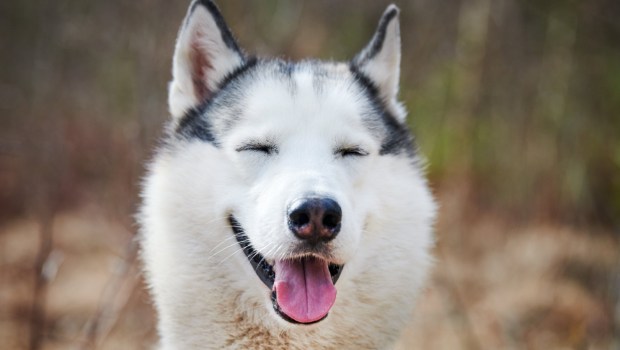 Pies husky znalazł w parku noworodka