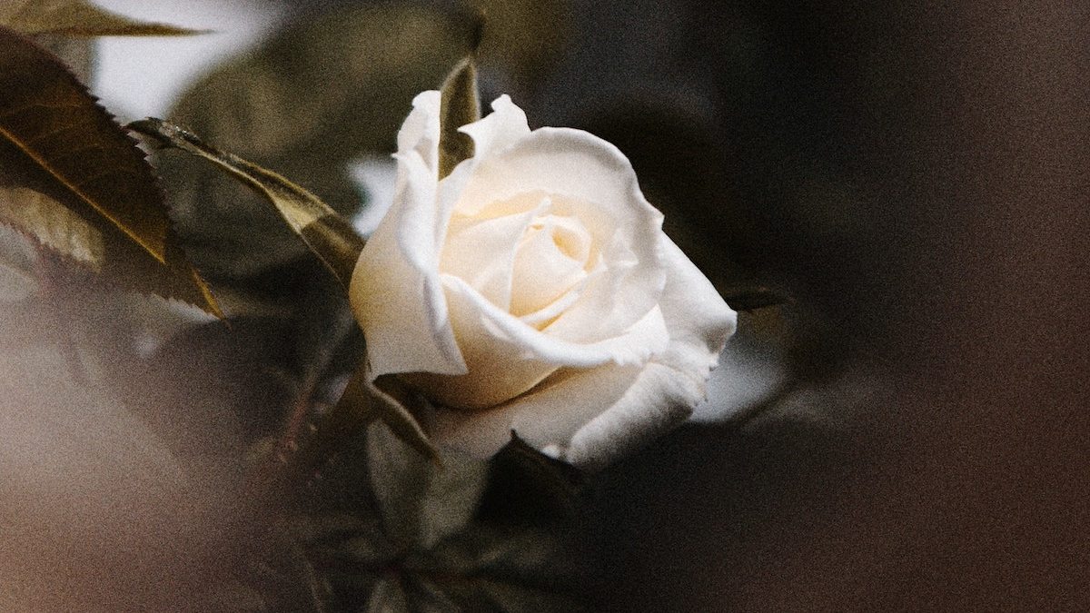 White Rose