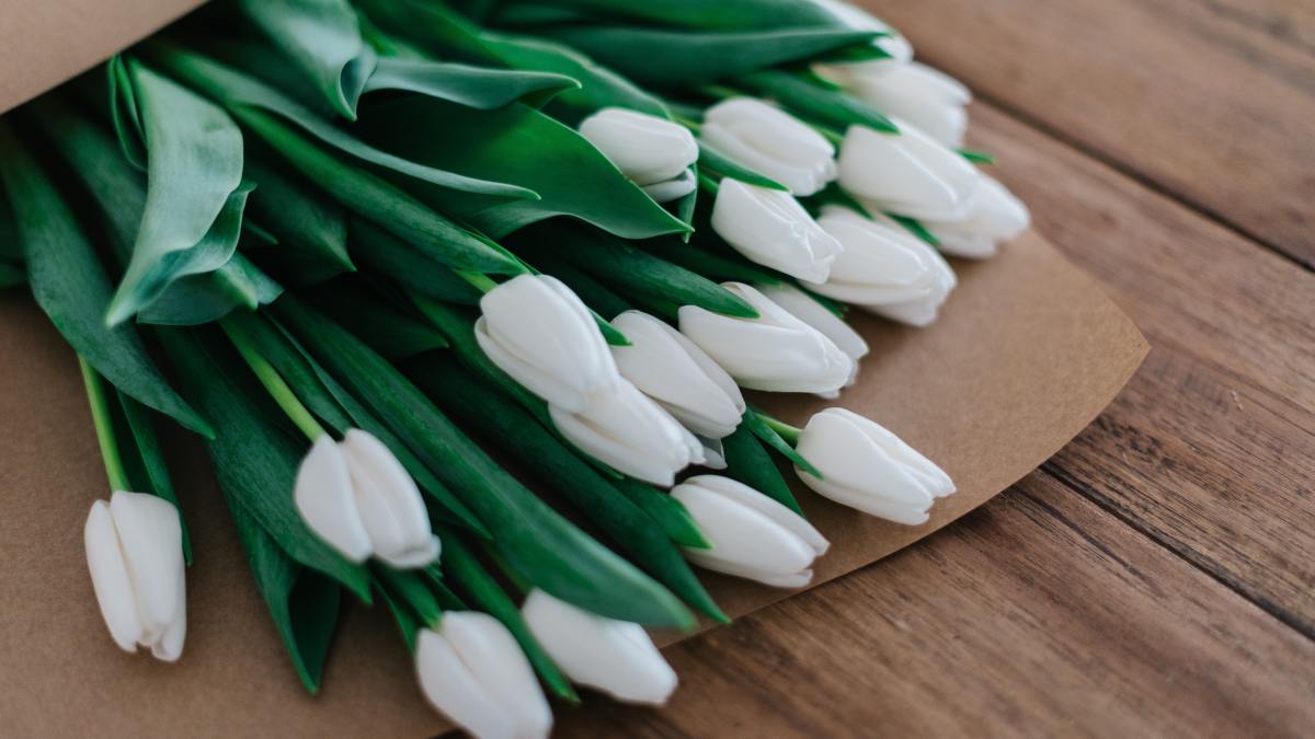 bouquet of white tulips wrapped in gray paper
