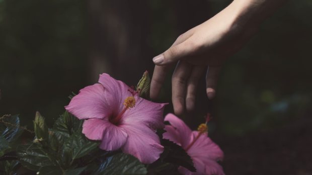female hand touches a pink flower