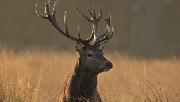 Jeleń w lesie w jesiennych barwach
