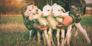 “Posyłam was, jak owce między wilki”. Jak mamy to rozumieć?