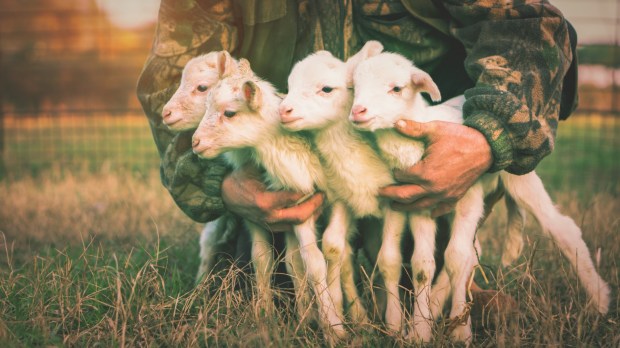 Pasterz trzyma przed sobą cztery nowonarodzone jagnięta
