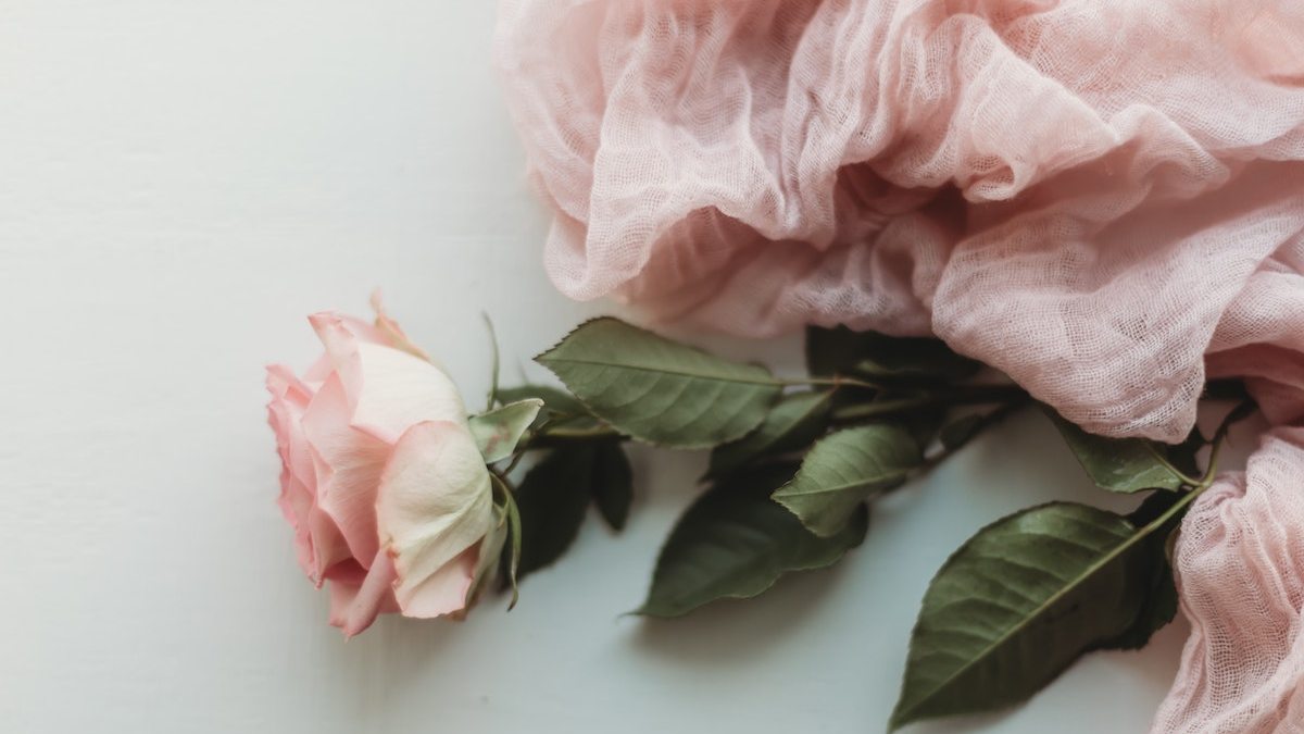 pink rose on white table