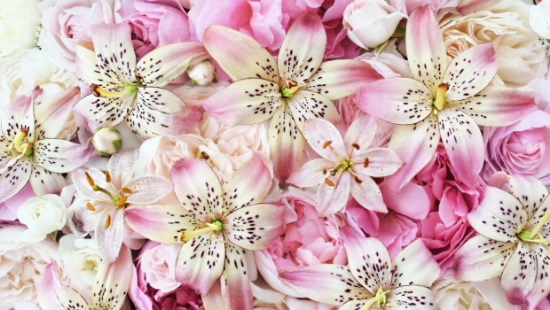 lis_roses_2179829597