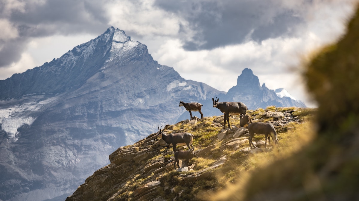 mountain goats on mountain panorama