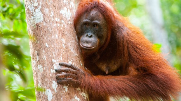Samica orangutana w parku narodowym