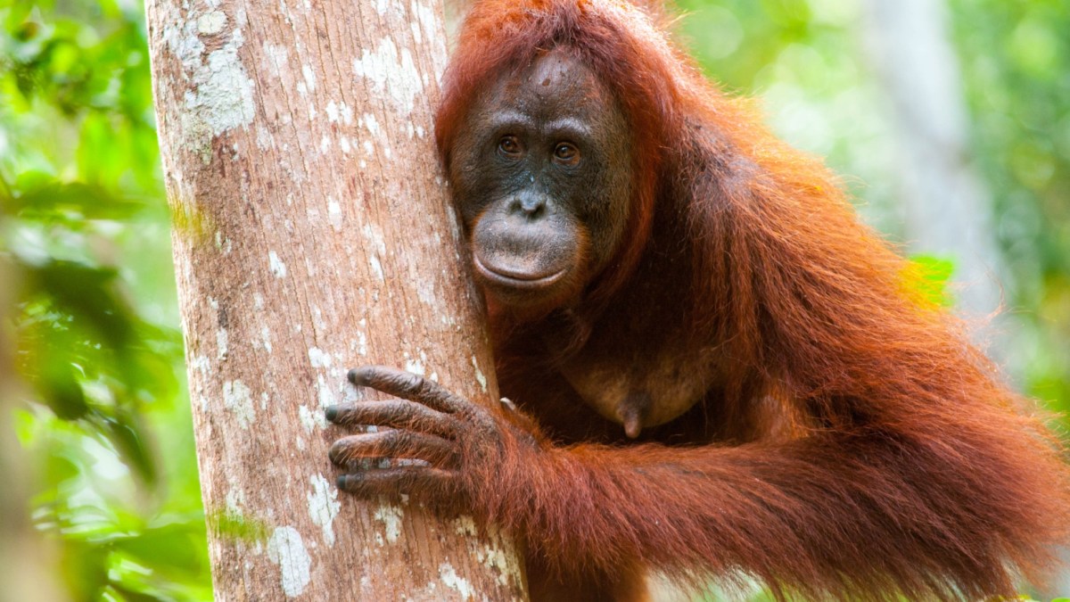 Samica orangutana w parku narodowym