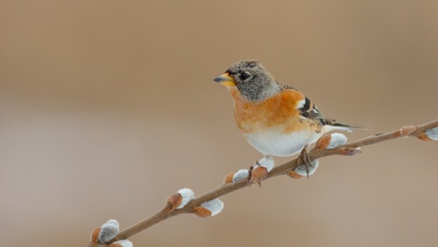Ptak (jer) siedzi na gałązce
