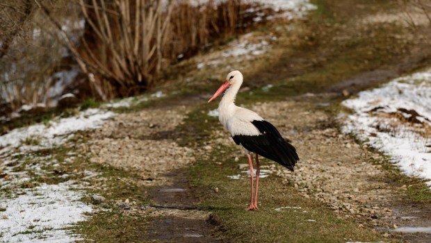 bocian na drodze wśród topniejącego śniegu