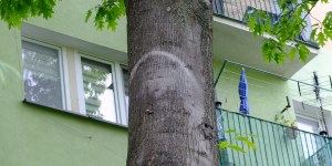 Czy w Parczewie mamy do czynienia z cudem? Wyjaśniamy rzekome objawienia na drzewie