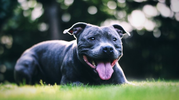 Zadowolony czarny pies na trawie