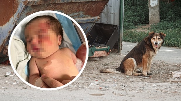 Pies znalazł niemowlę na śmietniku w Libanie