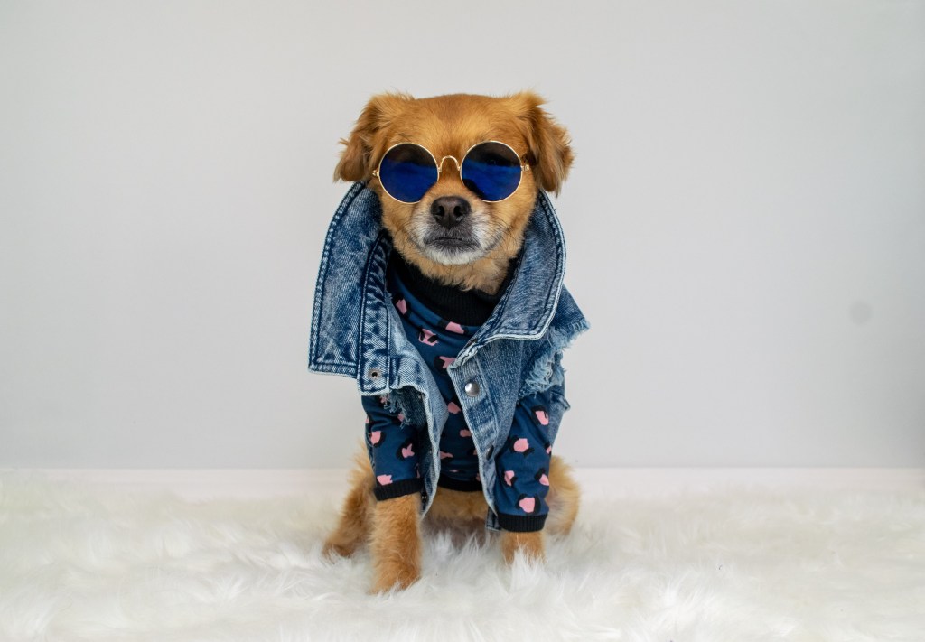 Pies ubrany w dżinsową kurtkę i stylowe ciemne okulary