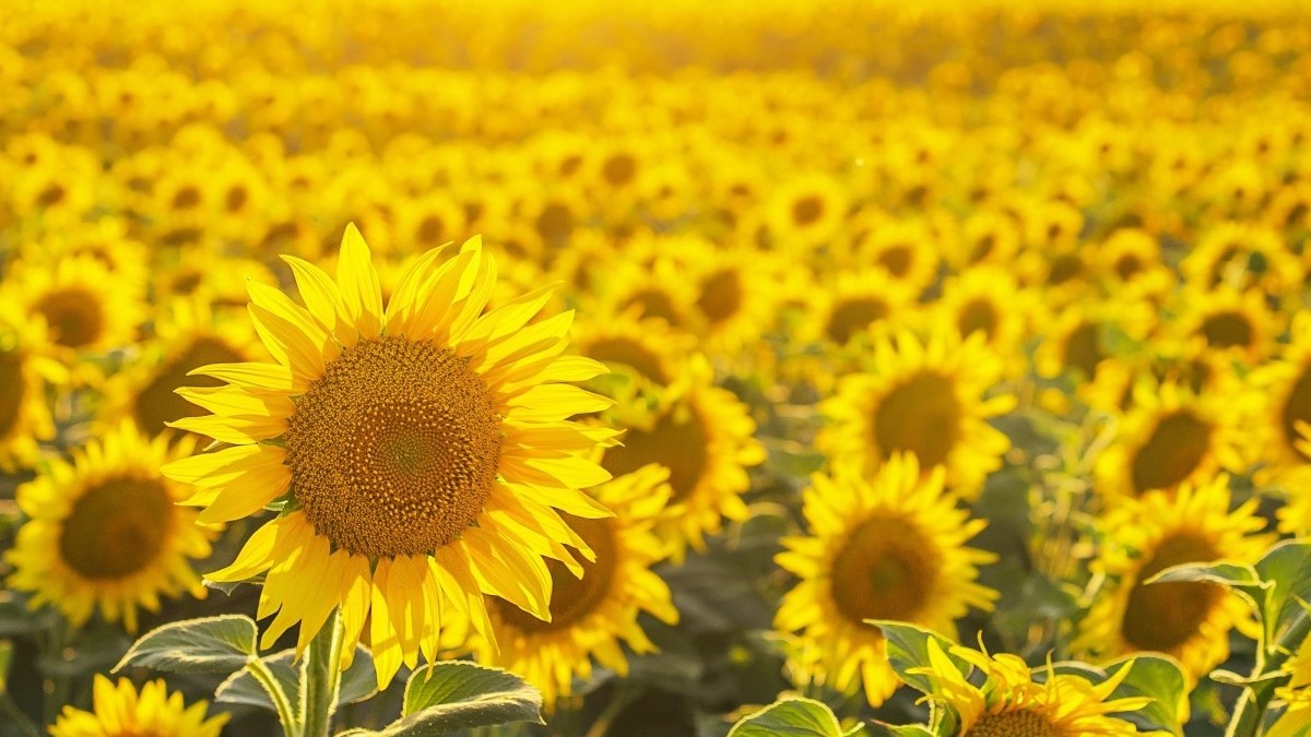 Field of sunflowers